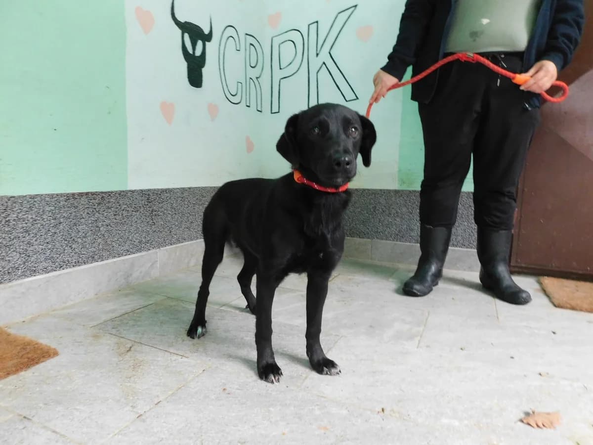 Broj 2097, Crna sa bijelim prstima female puppy Mixed Breed for adoption at Sklonište za životinje Utinja (CRPK)