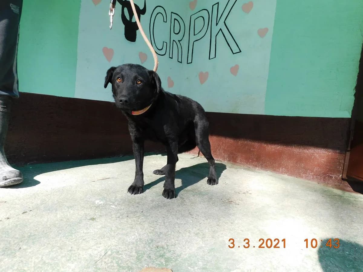 Broj 6207, Crni male 4yo Mixed Breed for adoption at Sklonište za životinje Utinja (CRPK)