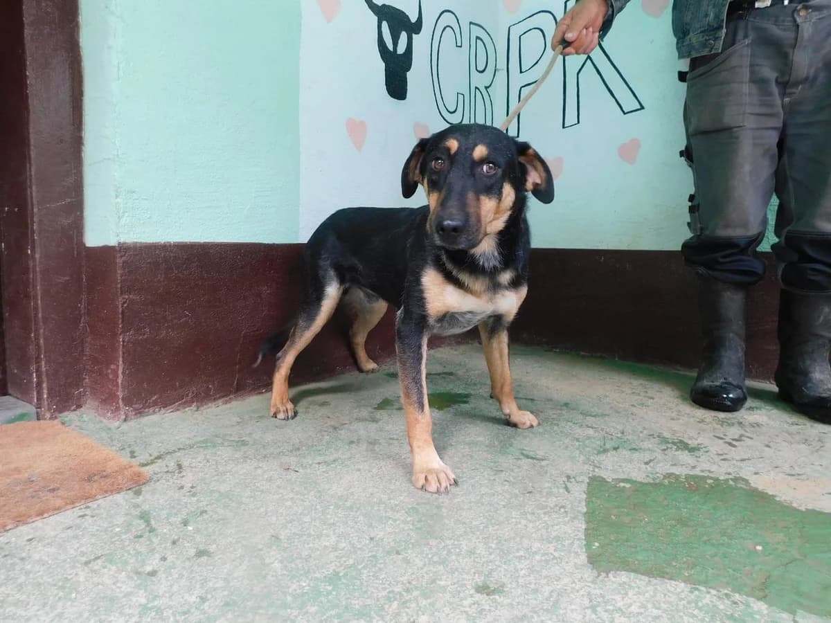 Broj 1373, Crni sa smeđim obrazima i nogama male 4yo Mixed Breed for adoption at Sklonište za životinje Utinja (CRPK)