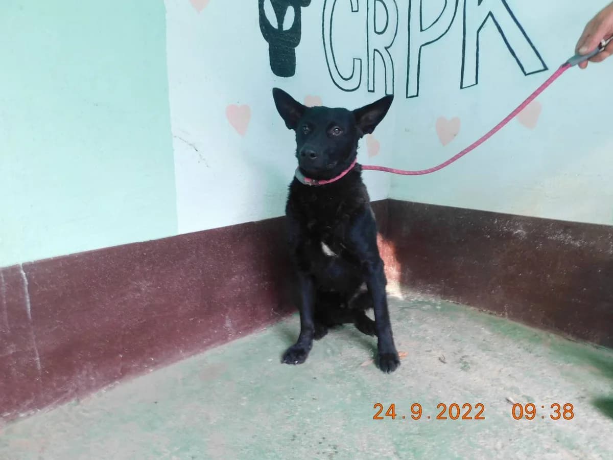 Broj 6785, Crni sa bijelom crtom na prsima male 3yo Mixed Breed for adoption at Sklonište za životinje Utinja (CRPK)