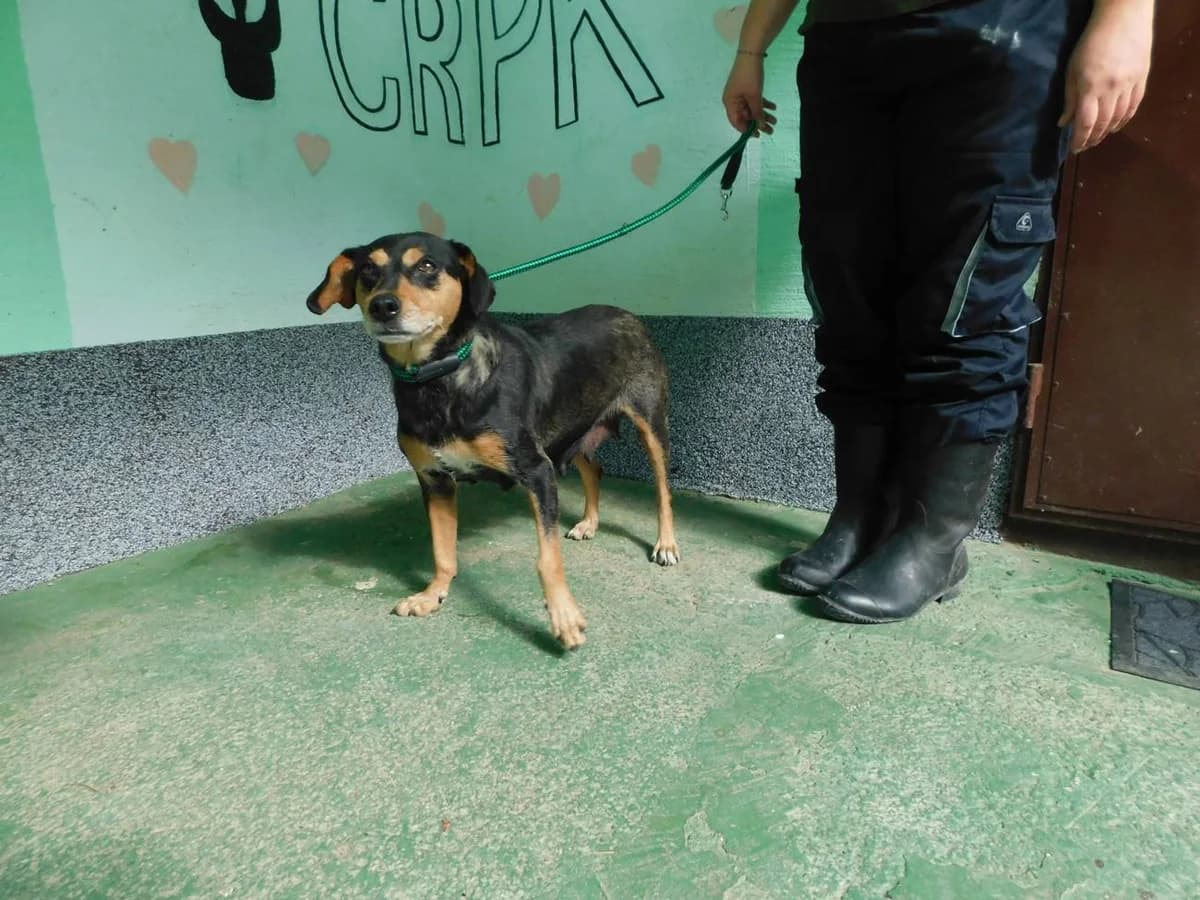 Broj 1780, Crna sa smeđim i bijela mrlja na prsima female 7yo Mixed Breed for adoption at Sklonište za životinje Utinja (CRPK)