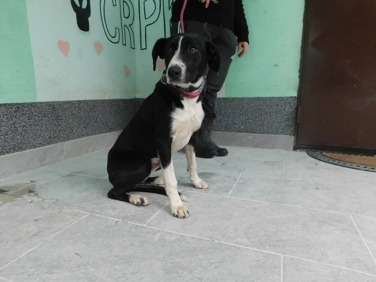Broj 1891, Crna sa bijelim prsima, nogama i njuškom female young Mixed Breed for adoption at Sklonište za životinje Utinja (CRPK)