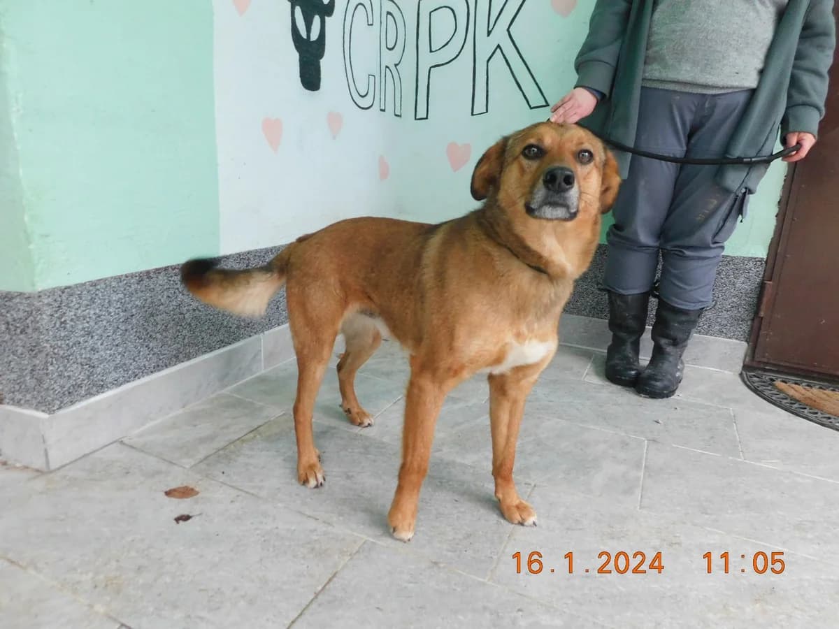 Broj 7226, Svijetlo smeđi sa bijelim prsima male 3yo Mixed Breed for adoption at Sklonište za životinje Utinja (CRPK)