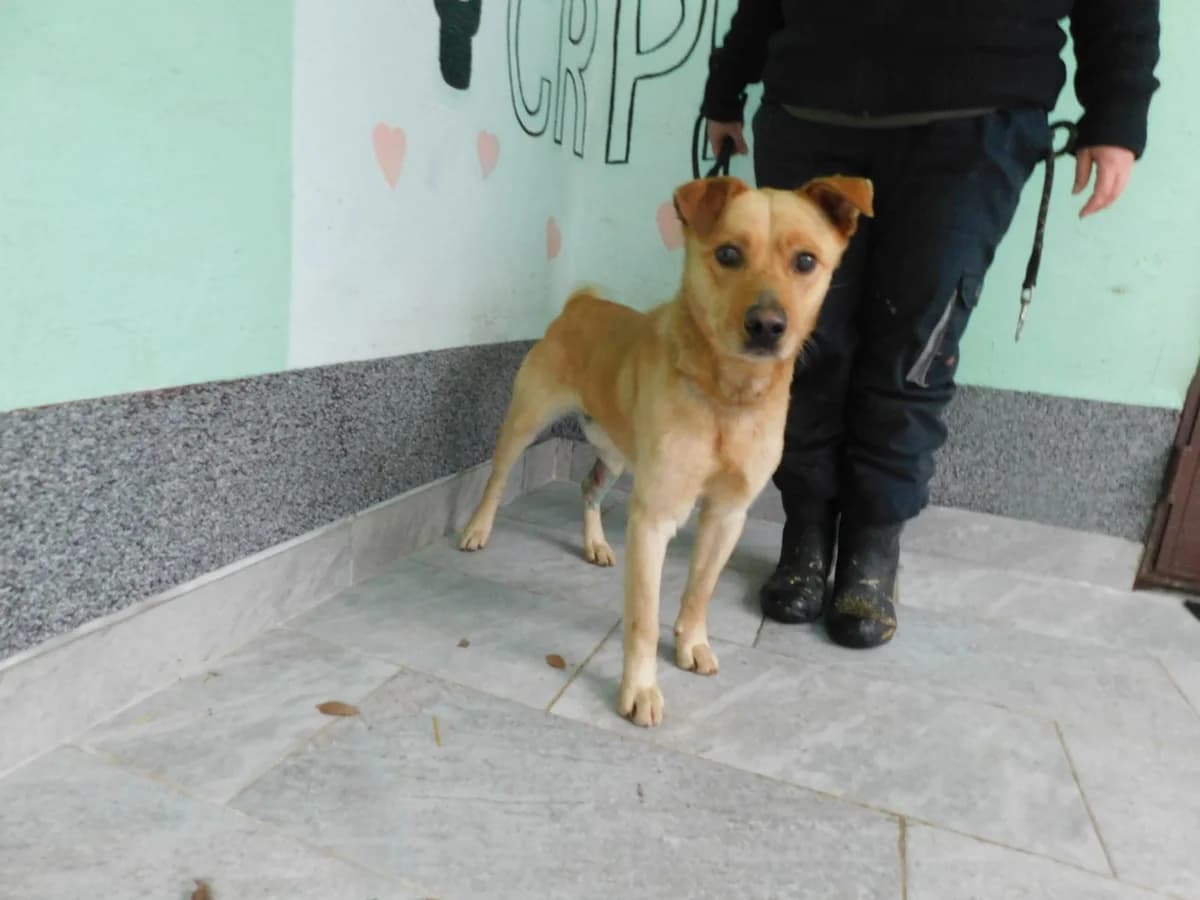 Broj 1943, Smeđi male 4yo Mixed Breed for adoption at Sklonište za životinje Utinja (CRPK)