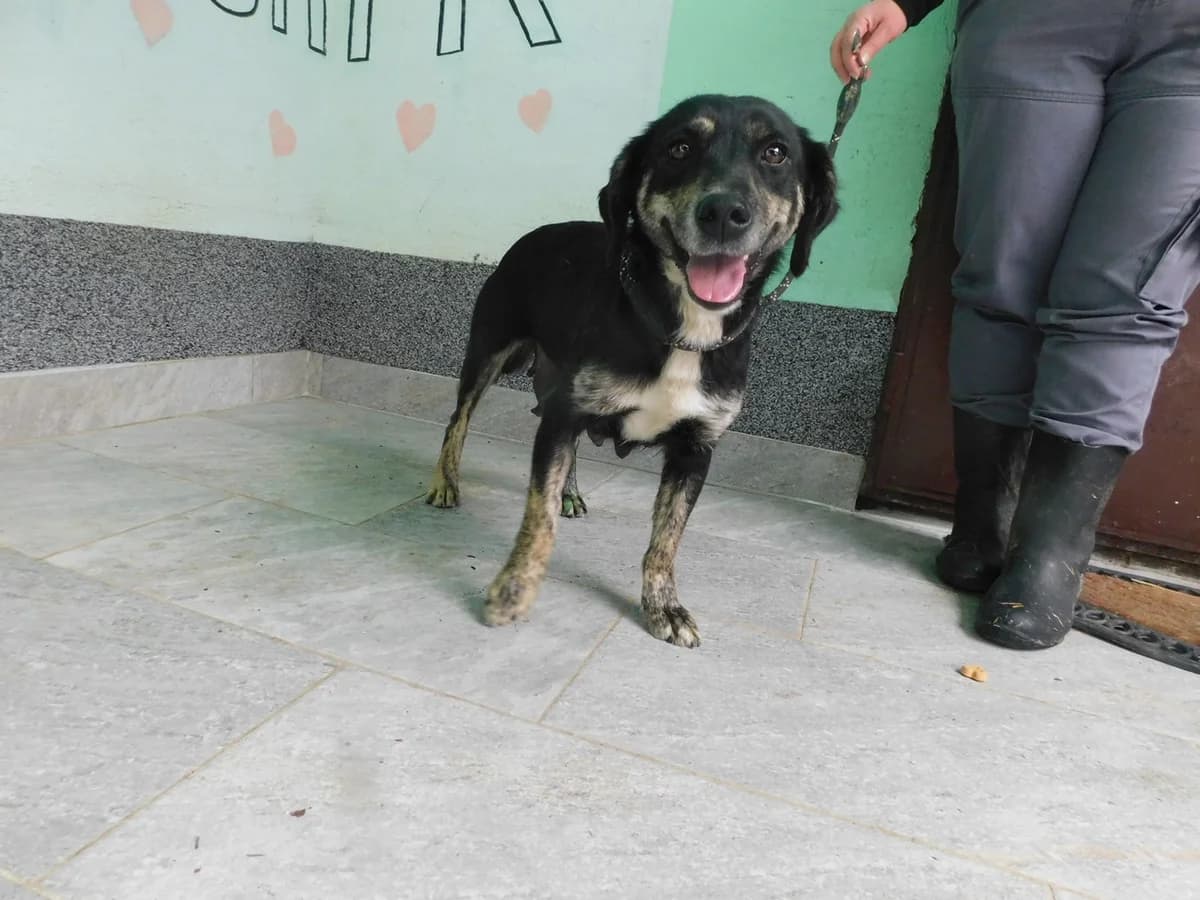 Broj 1959, Crna sa smeđim obrazima, nogama i svijetla prsa female young Mixed Breed for adoption at Sklonište za životinje Utinja (CRPK)