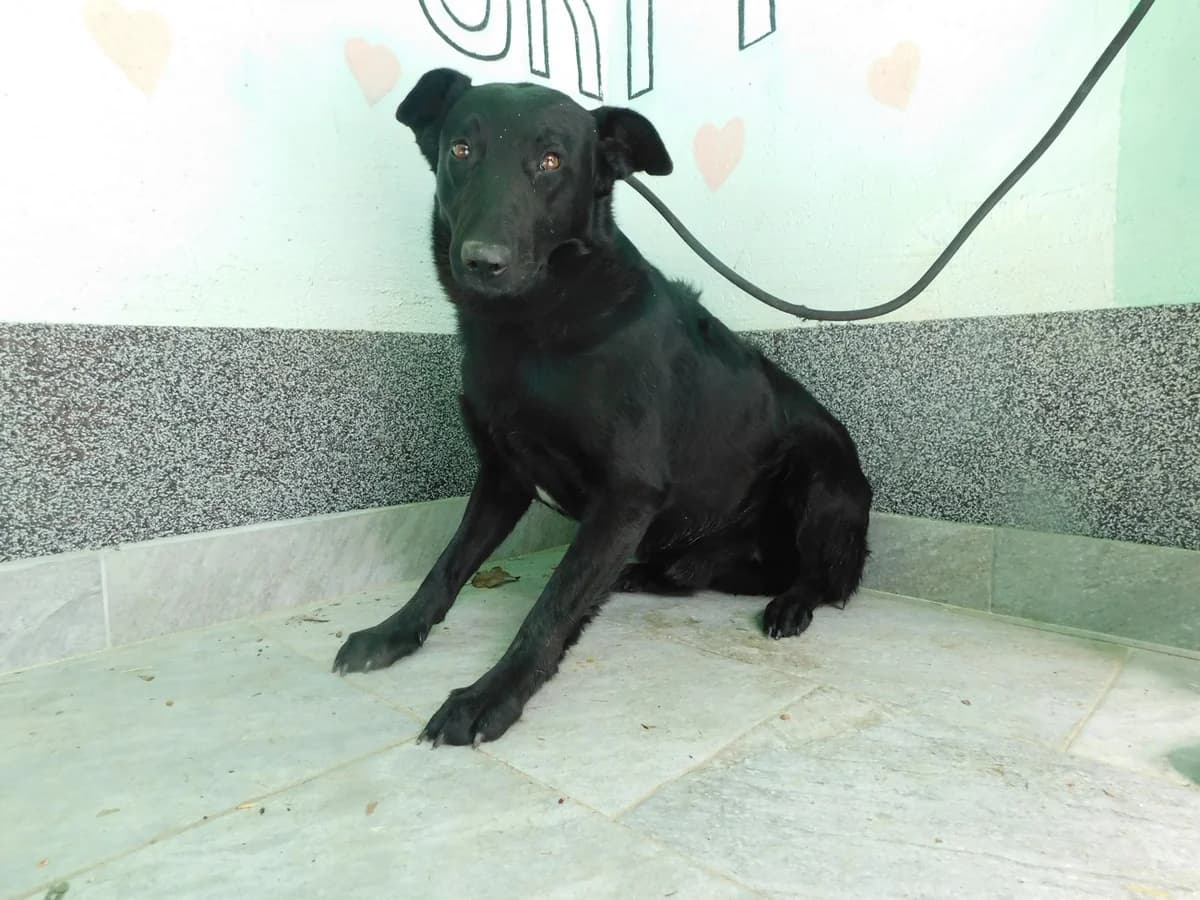 Broj 1997, Crni sa bijelom mrljom na prsima male 3yo Mixed Breed for adoption at Sklonište za životinje Utinja (CRPK)