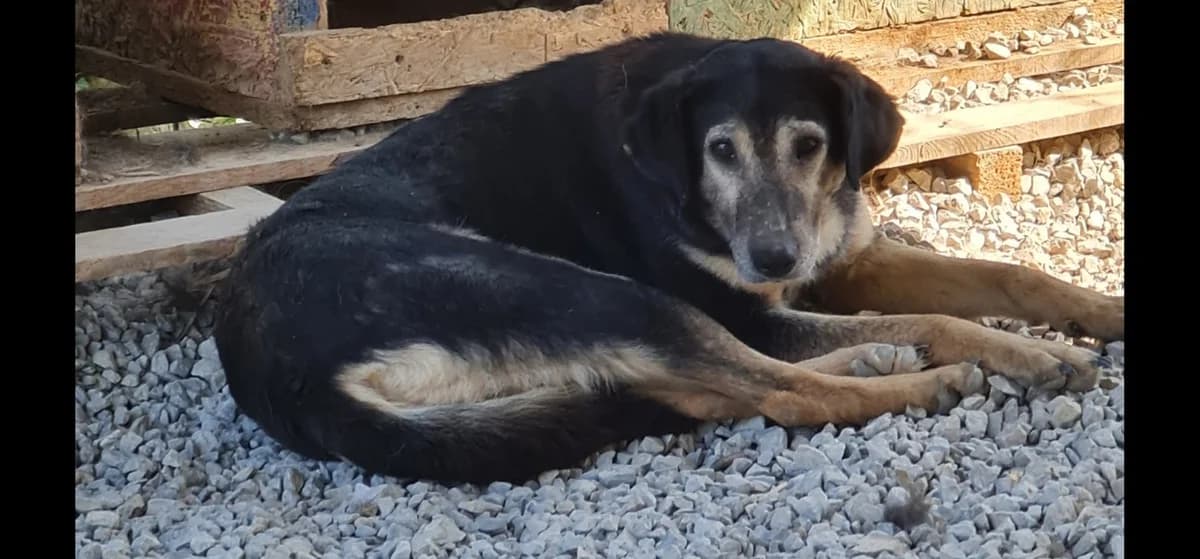 Broj 1921, Crna sa smeđim female 4yo Mixed Breed for adoption at Sklonište za životinje Utinja (CRPK)