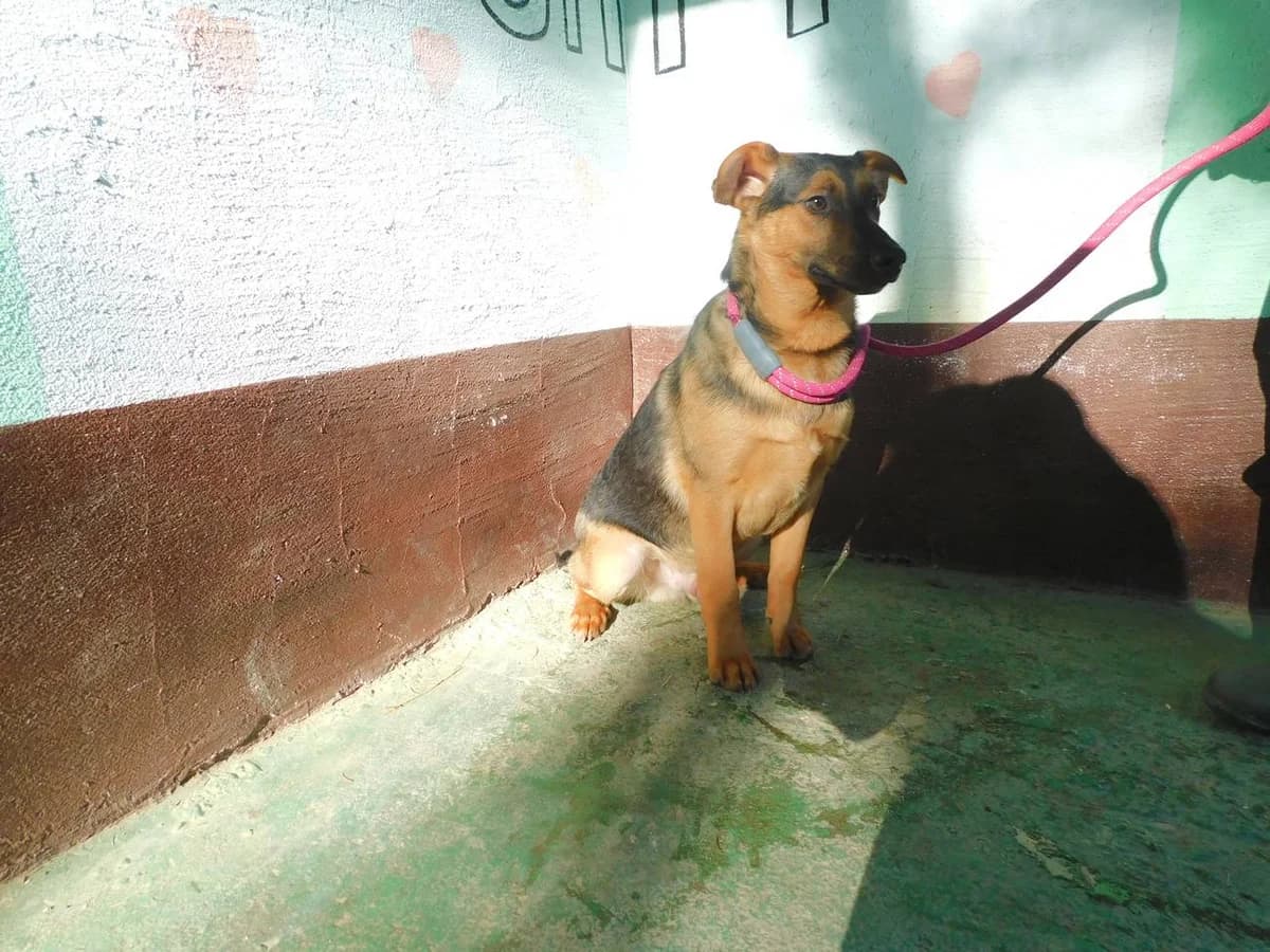 Broj 6464, Tamno smeđi sa smeđim male 3yo Mixed Breed for adoption at Sklonište za životinje Utinja (CRPK)