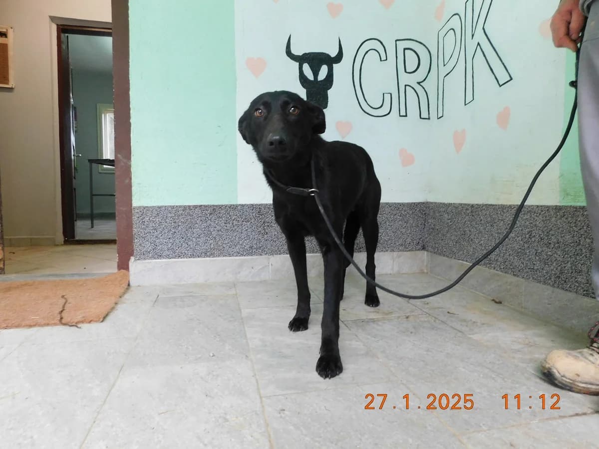 Broj 7605, Crna female young Mixed Breed for adoption at Sklonište za životinje Utinja (CRPK)