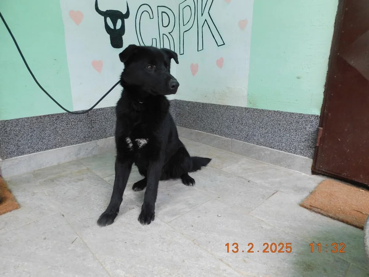 Broj 2199, Crni sa bijelom mrljom na prsima male young Mixed Breed for adoption at Sklonište za životinje Utinja (CRPK)