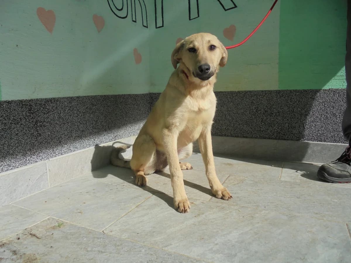 Broj 2201, Krem sa sivim odsjajem female puppy Mixed Breed for adoption at Sklonište za životinje Utinja (CRPK)