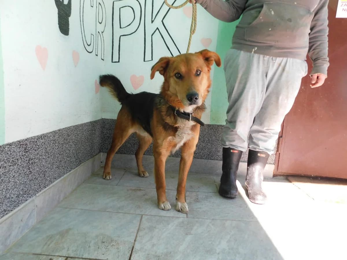 Broj 2211, Smeđi sa crnim plaštom, bijela prsa i šape male 4yo Mixed Breed for adoption at Sklonište za životinje Utinja (CRPK)