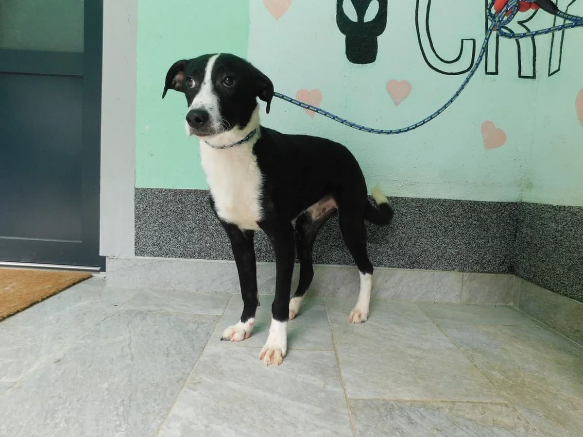 Broj 7640, Crno – bijeli male puppy Mixed Breed for adoption at Sklonište za životinje Utinja (CRPK)
