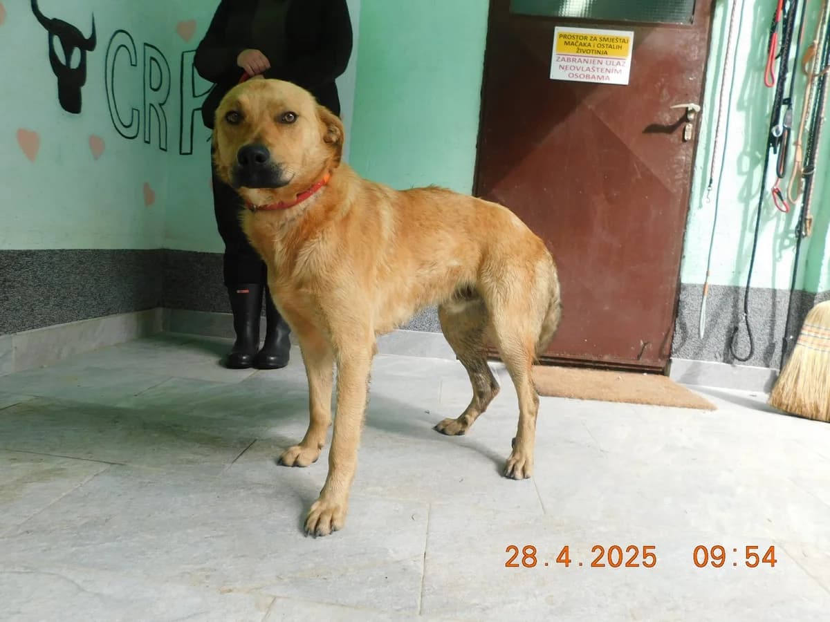 Broj 7665, Svijetlo smeđi male young Mixed Breed for adoption at Sklonište za životinje Utinja (CRPK)