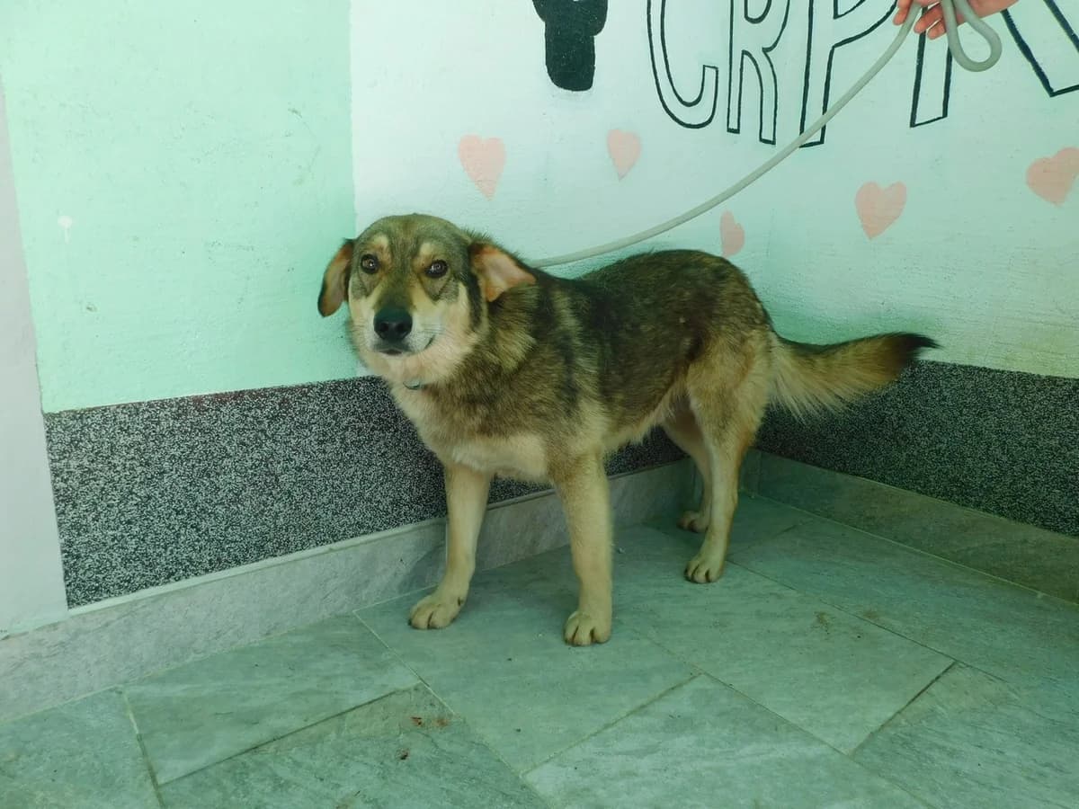 Broj 7667, Tamno i svijetlo smeđi male young Mixed Breed for adoption at Sklonište za životinje Utinja (CRPK)