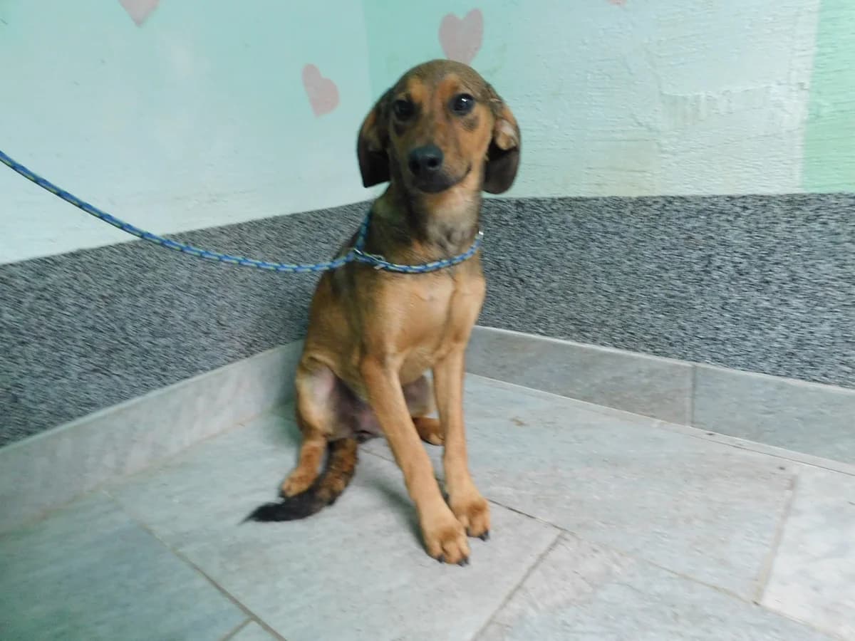 Broj 7678, Smeđa tamno i svijetlo female puppy Mixed Breed for adoption at Sklonište za životinje Utinja (CRPK)