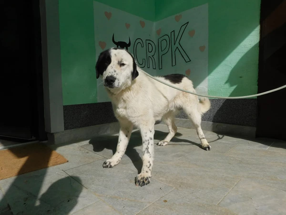 Broj 2268, Bijeli sa crnim mrljama male young Mixed Breed for adoption at Sklonište za životinje Utinja (CRPK)