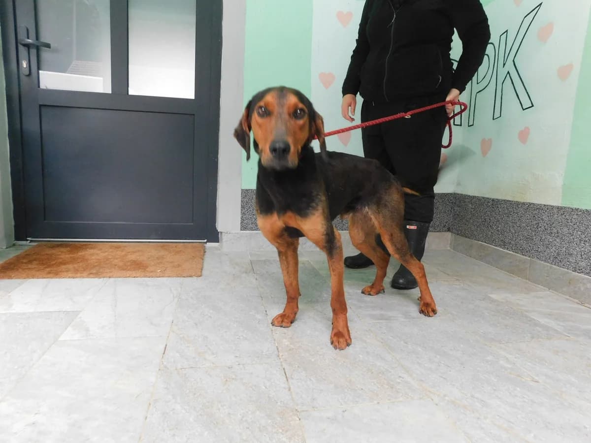 Broj 2281, Smeđe – crni male young Mixed Breed for adoption at Sklonište za životinje Utinja (CRPK)