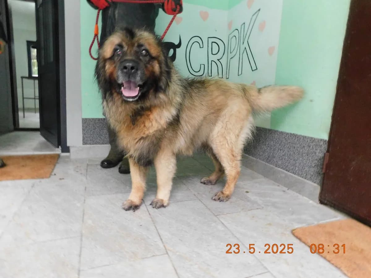 Broj 7703, Smeđi sa crnim i sivim, u tipu šarplaninca male 7yo mixed breed for adoption at Sklonište za životinje Utinja (CRPK)