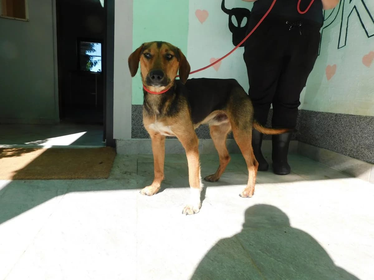 Broj 2284, Smeđi sa crnim paštom, bijela prsa i prednja noga male young Mixed Breed for adoption at Sklonište za životinje Utinja (CRPK)