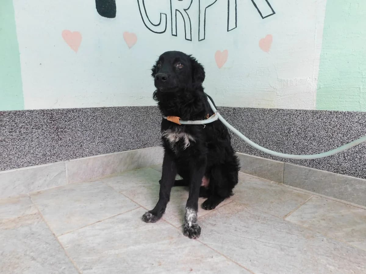 Broj 2287, Crni sa bijelom mrljom na prsima i prednjom lijevom šapom male puppy Mixed Breed for adoption at Sklonište za životinje Utinja (CRPK)