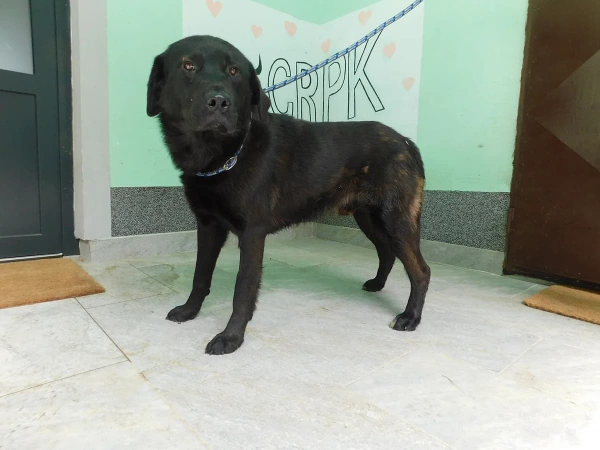 Broj 2291, Crni male 3yo Mixed Breed for adoption at Sklonište za životinje Utinja (CRPK)