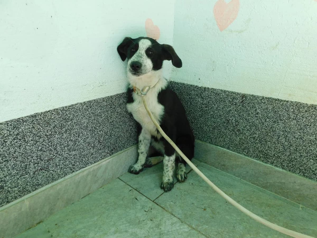 Broj 2325, Crno – bijela female puppy Mixed Breed for adoption at Sklonište za životinje Utinja (CRPK)