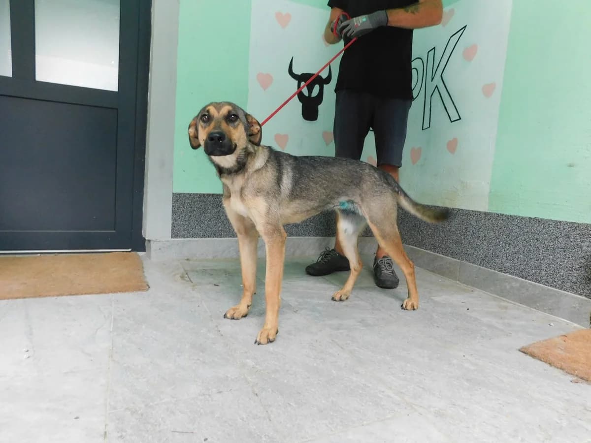 Broj 2338, Smeđa sa sivo – crnim plaštom female young Mixed Breed for adoption at Sklonište za životinje Utinja (CRPK)
