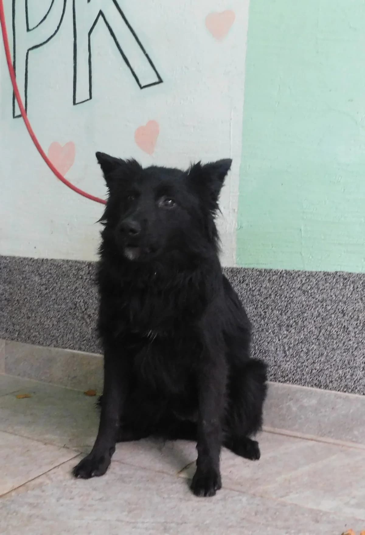 Broj 2345, Crna female puppy Mixed Breed for adoption at Sklonište za životinje Utinja (CRPK)