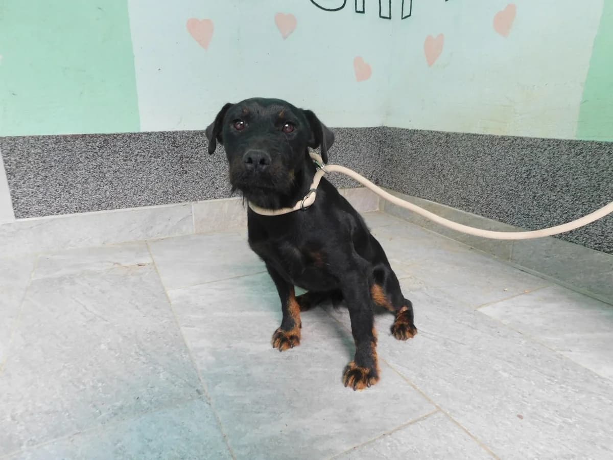 Broj 2372, Crni sa smeđim po nogama, u tipu njem. lovnog terijera male young mixed breed for adoption at Sklonište za životinje Utinja (CRPK)