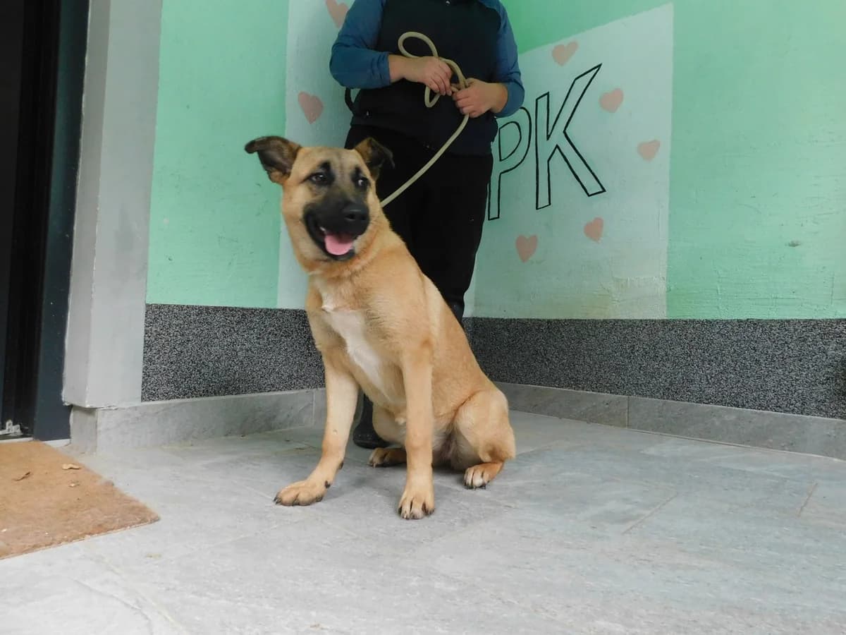 Broj 7804, Svijetlo smeđa sa crnom njuškom i bijela prsa female puppy Mixed Breed for adoption at Sklonište za životinje Utinja (CRPK)