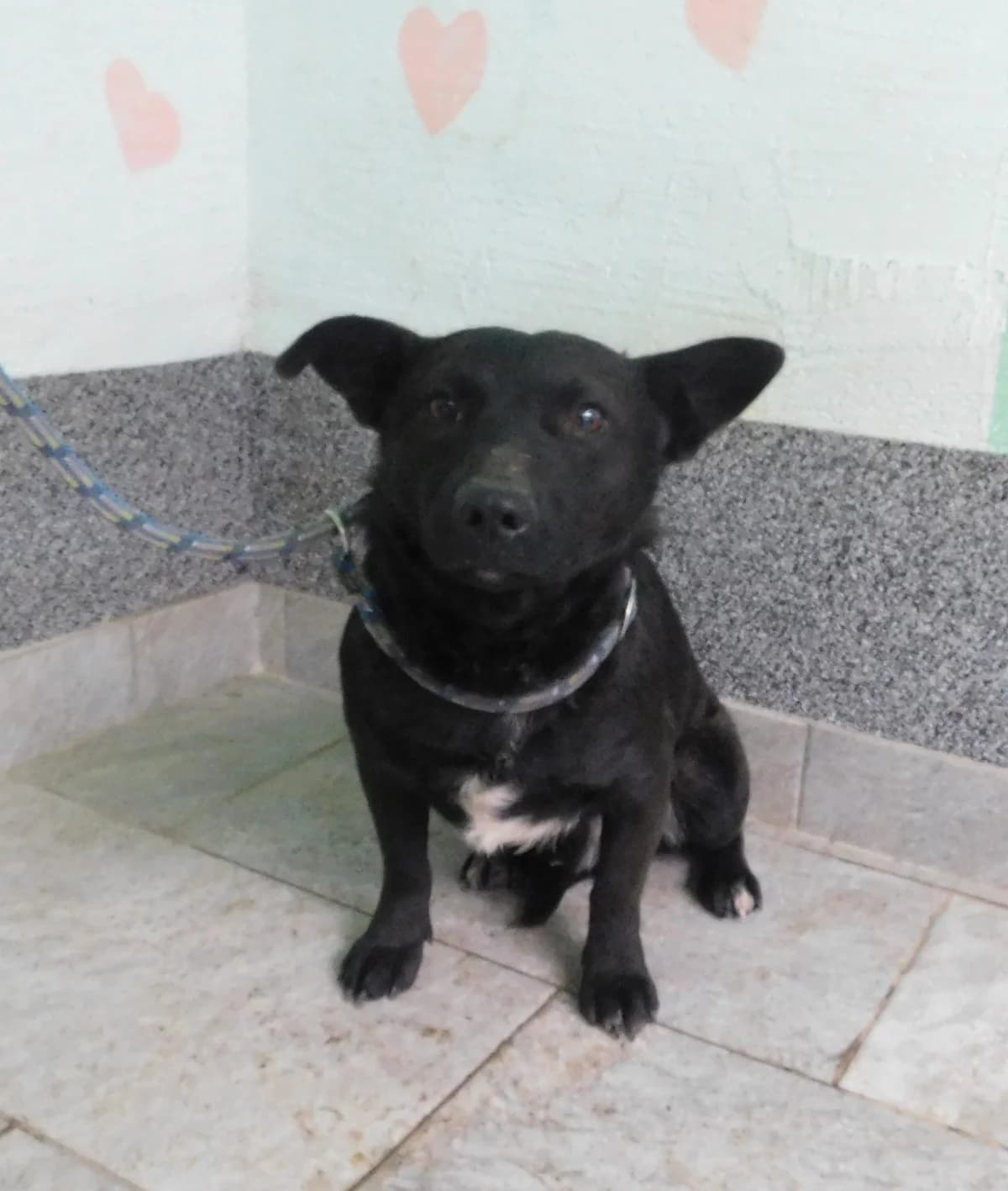 Broj 2415, Crni sa bijelim prsima male young Mixed Breed for adoption at Sklonište za životinje Utinja (CRPK)