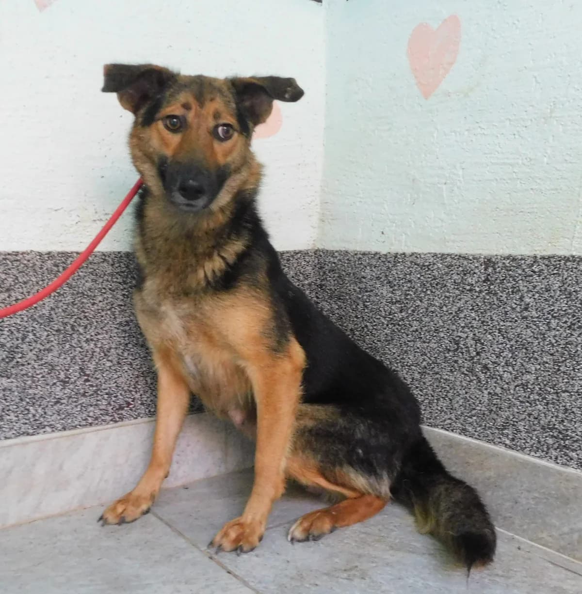 Broj 2383, Smeđa sa crnim plaštom female young Mixed Breed for adoption at Sklonište za životinje Utinja (CRPK)