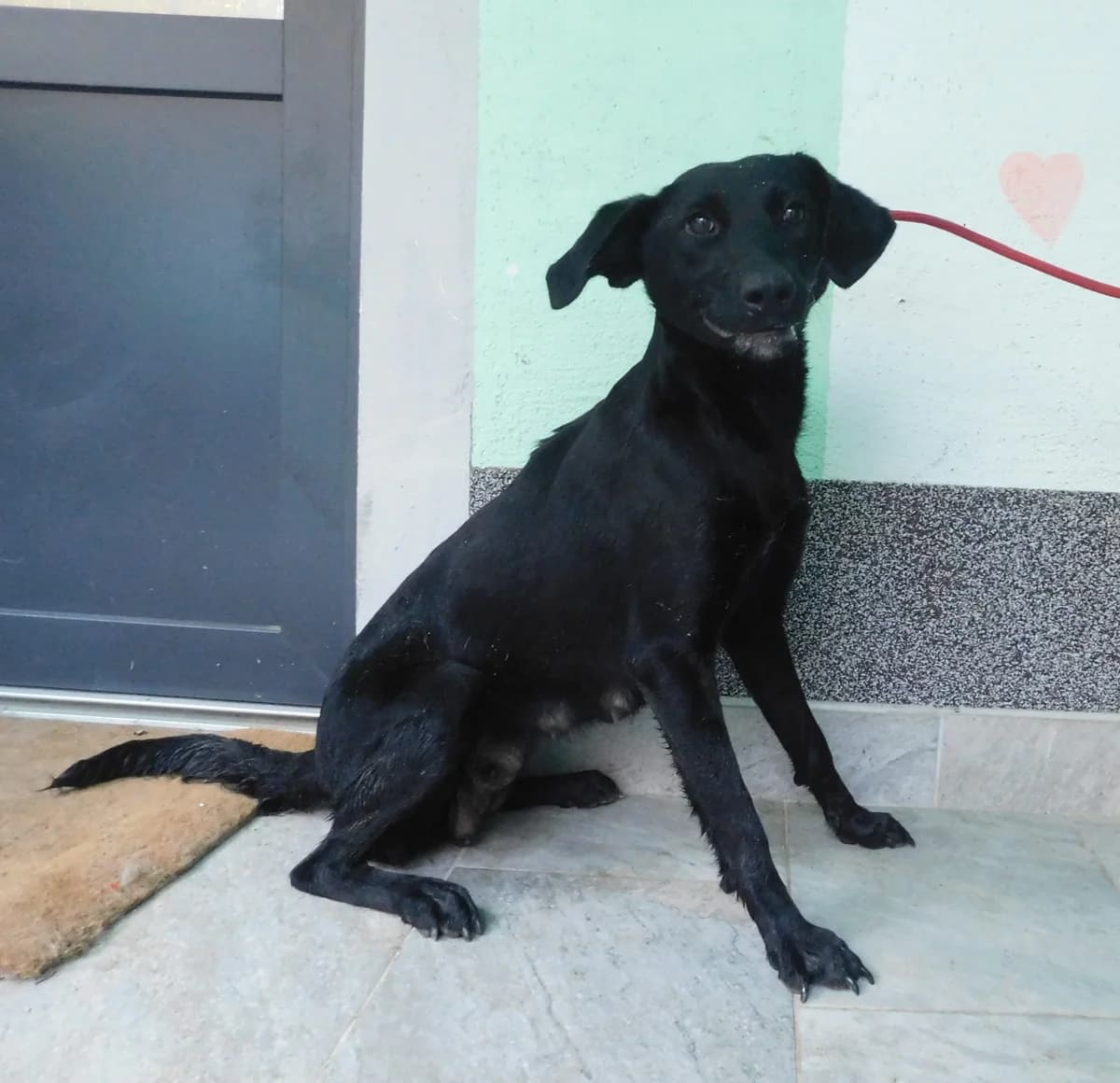 Broj 2396, Crna female young Mixed Breed for adoption at Sklonište za životinje Utinja (CRPK)