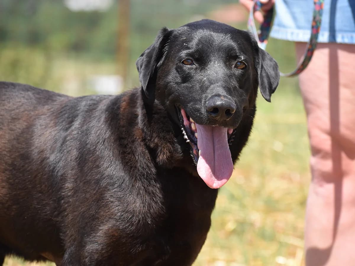 Devon, 3yo Mixed Breed for adoption at Snoopy — Udruga za zaštitu životinja Pula, Snoopy Pula