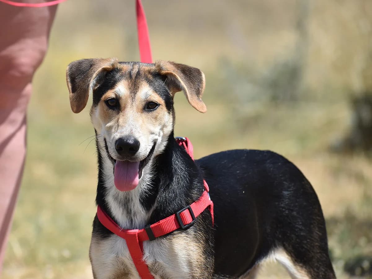 Nougat, puppy Mixed Breed for adoption at Snoopy — Udruga za zaštitu životinja Pula, Snoopy Pula