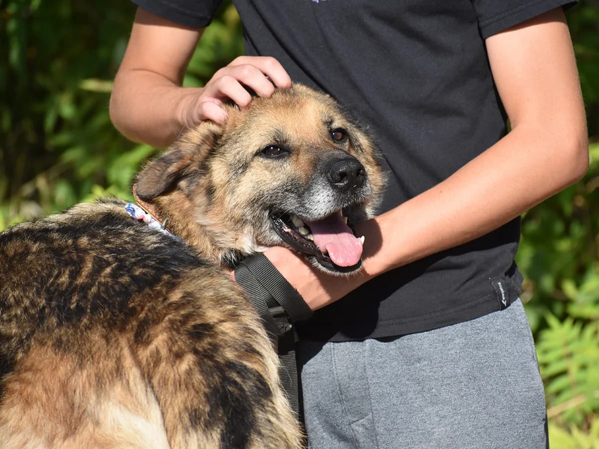 Thor, 6yo Mixed Breed for adoption at Snoopy — Udruga za zaštitu životinja Pula, Snoopy Pula