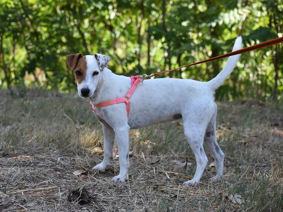 Jagoda, female young Jack Russell Terrier for adoption at Snoopy — Udruga za zaštitu životinja Pula, Snoopy Pula