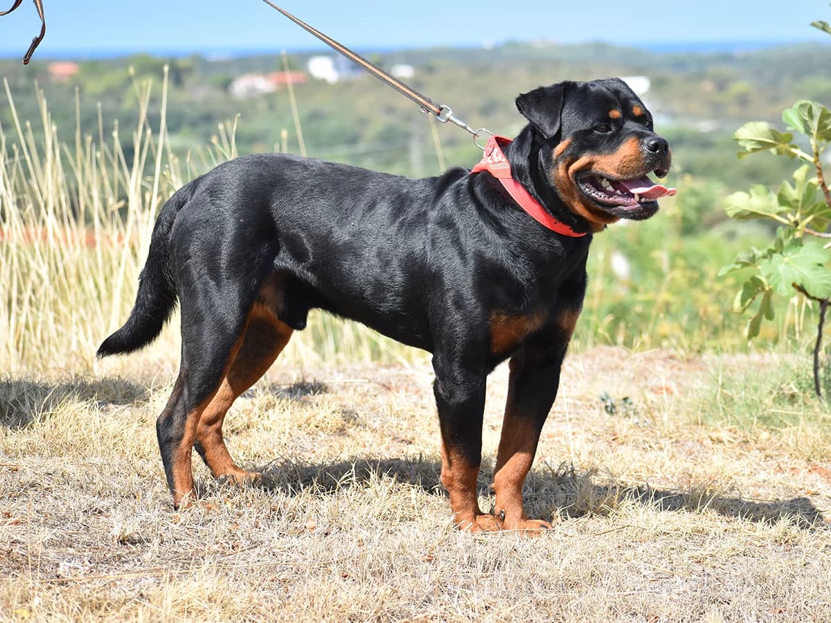 Mojo, young Rottweiler for adoption at Snoopy — Udruga za zaštitu životinja Pula, Snoopy Pula