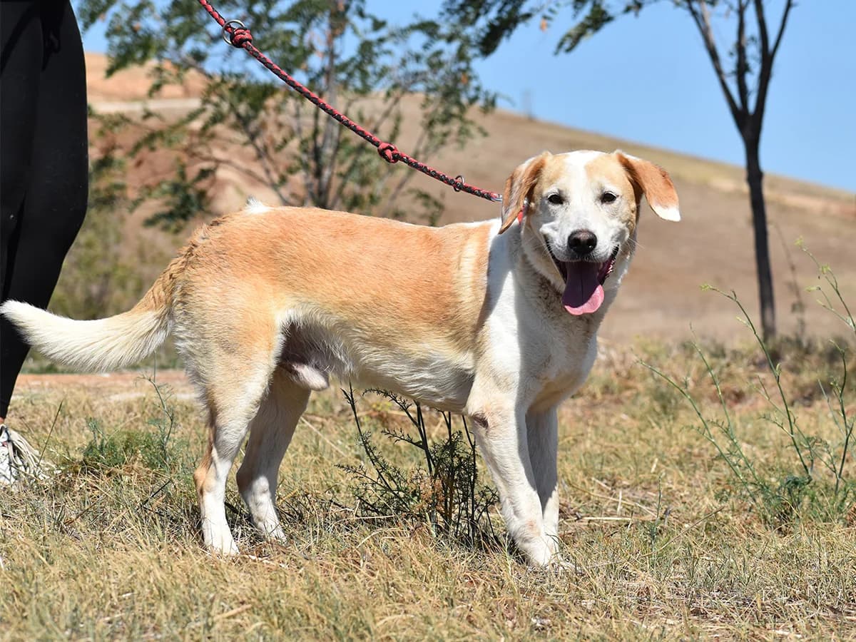 Tin, 7yo mixed breed for adoption at Snoopy — Udruga za zaštitu životinja Pula, Snoopy Pula