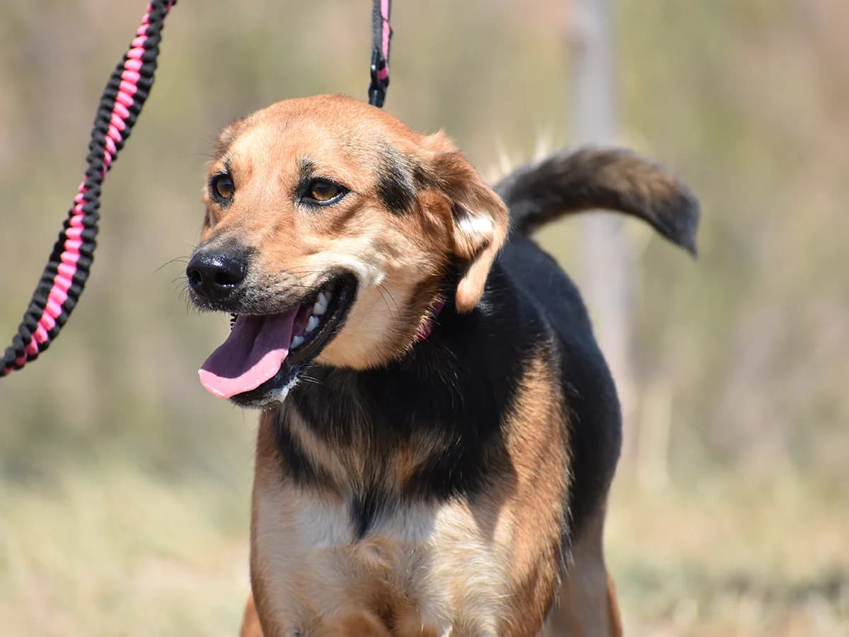 Ayka, female young Mixed Breed for adoption at Snoopy — Udruga za zaštitu životinja Pula, Snoopy Pula