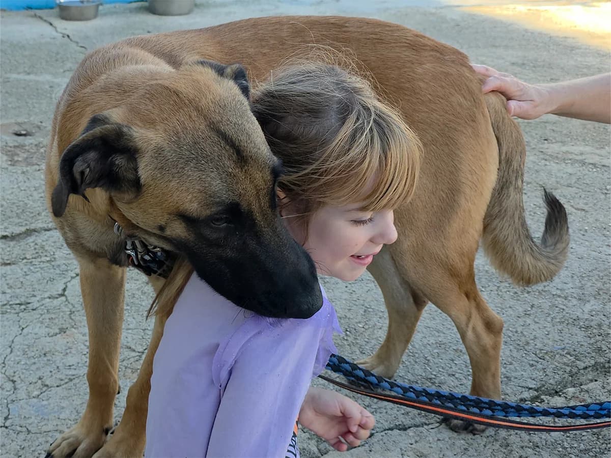 Kodiak, puppy Belgian Malinois for adoption at Snoopy — Udruga za zaštitu životinja Pula, Snoopy Pula