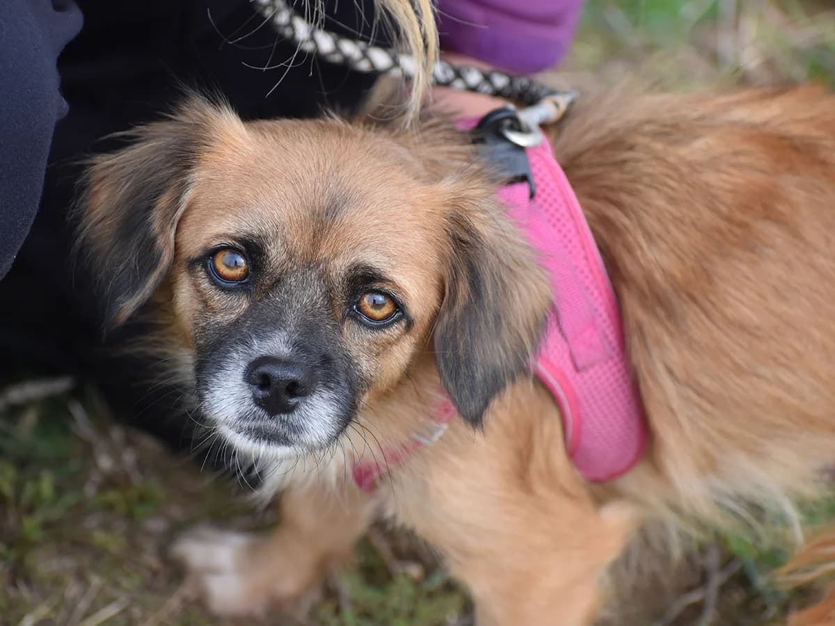 Lia, female young Mixed Breed for adoption at Snoopy — Udruga za zaštitu životinja Pula, Snoopy Pula