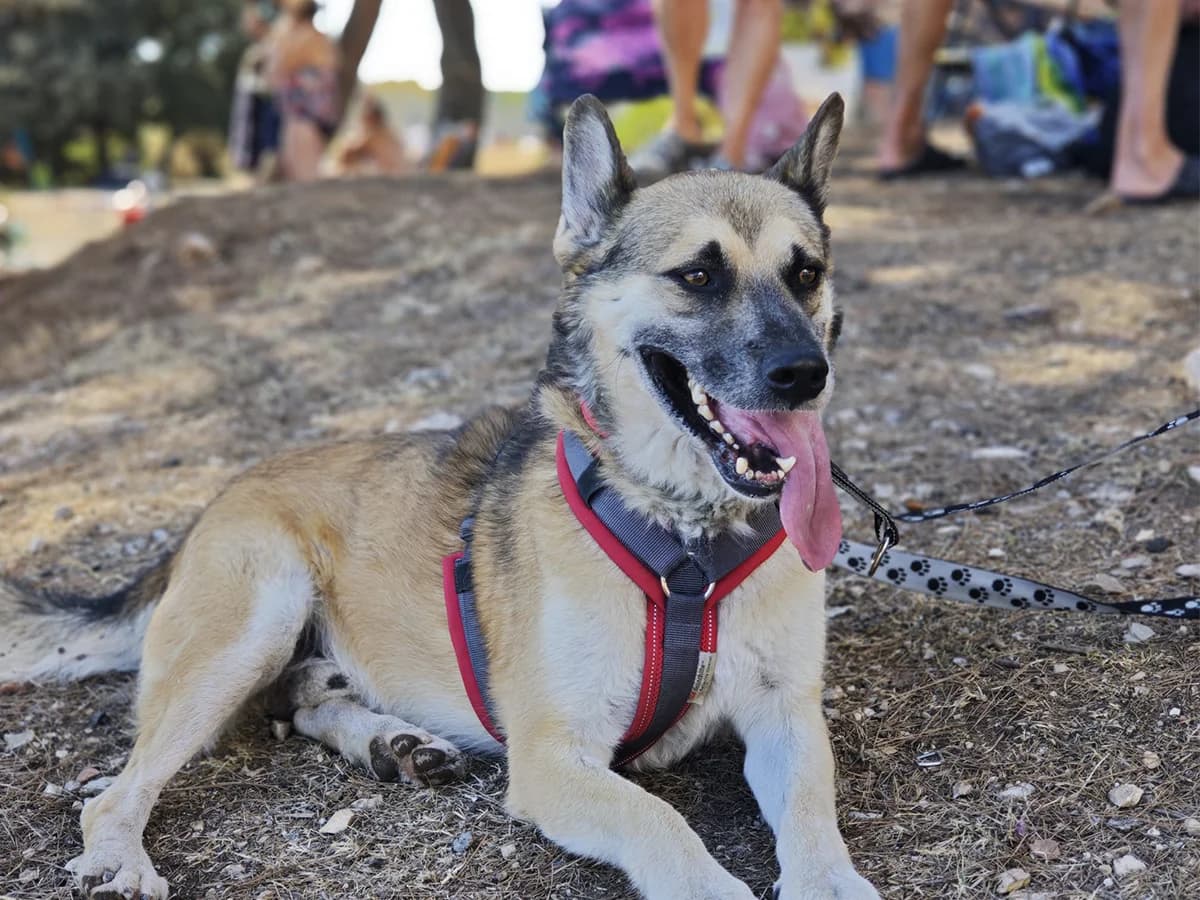 Bigi, 4yo Husky for adoption at Snoopy — Udruga za zaštitu životinja Pula, Snoopy Pula