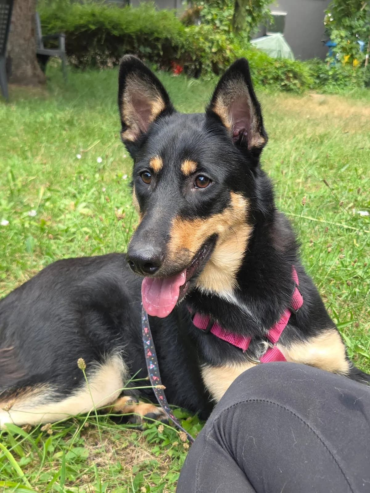 ADRIJANA, female Mixed Breed for adoption at Udruga Spas Varaždin, Varaždin