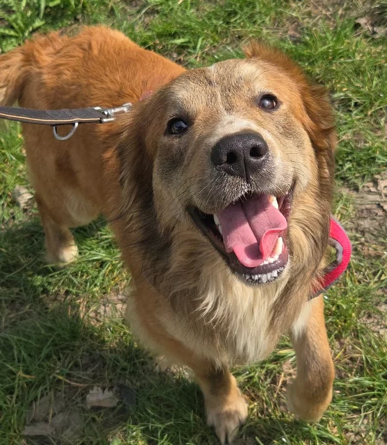 BUBY, male Mixed Breed for adoption at Udruga Spas Varaždin, Varaždin