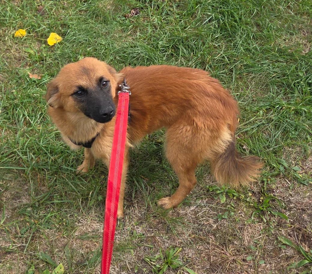 ELLA, female Mixed Breed for adoption at Udruga Spas Varaždin, Varaždin