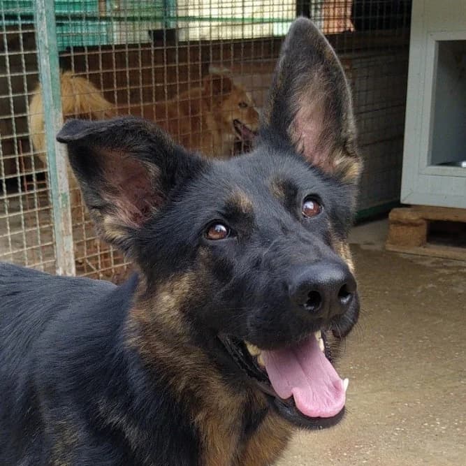 ESTHER, female Mixed Breed for adoption at Udruga Spas Varaždin, Varaždin