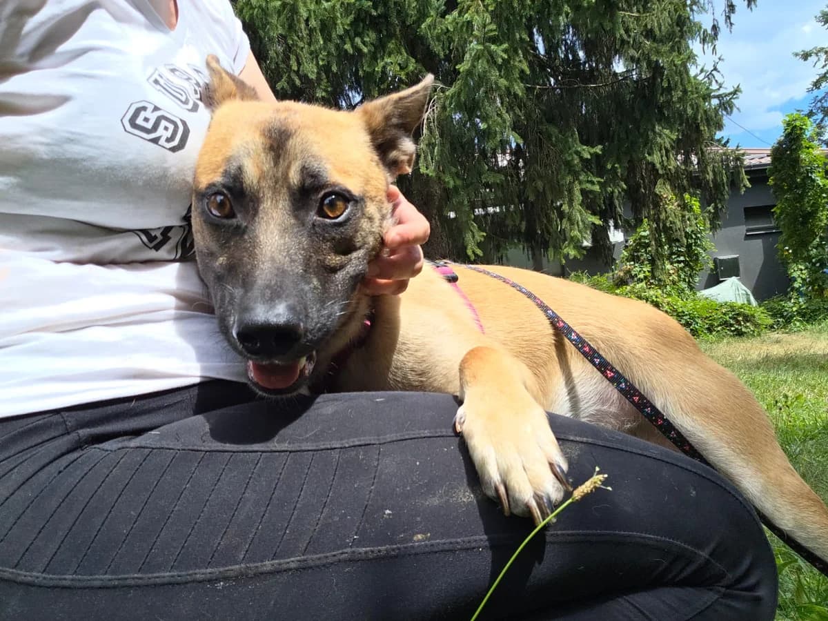 JURICA, male Mixed Breed for adoption at Udruga Spas Varaždin, Varaždin