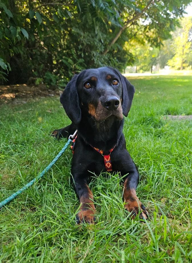 LEILA, female Mixed Breed for adoption at Udruga Spas Varaždin, Varaždin